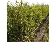 优质绿宝石梨苗种植技术|果树小苗|绿化苗木|供应信息|597苗木网