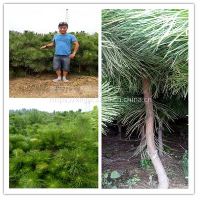 出售1.5米左右油松树苗 树形漂亮 山东油松种植基地规格齐全价格低廉