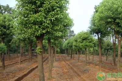 上海地区香樟种植管理技术详解(附病虫害防治)